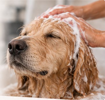 Hund der bliver vasket med shampoo